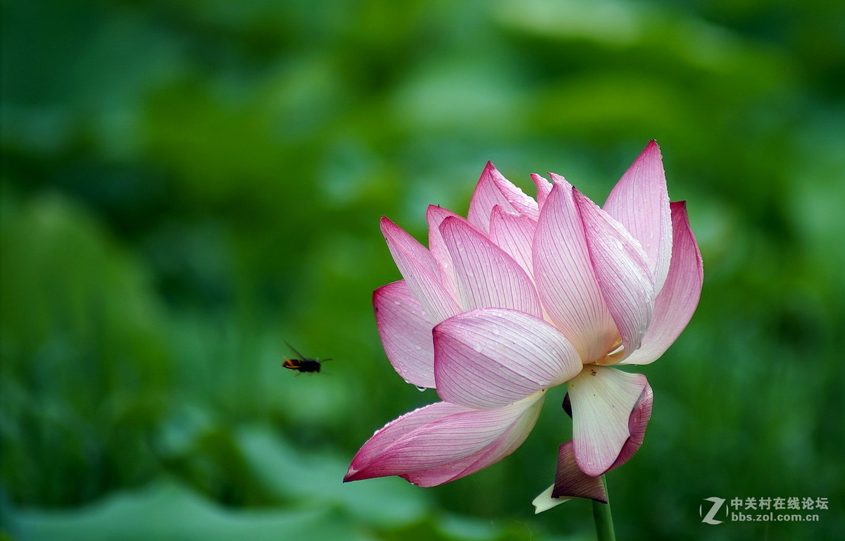 #版主坐堂#小五星空(中国)2017年6月精品荟萃