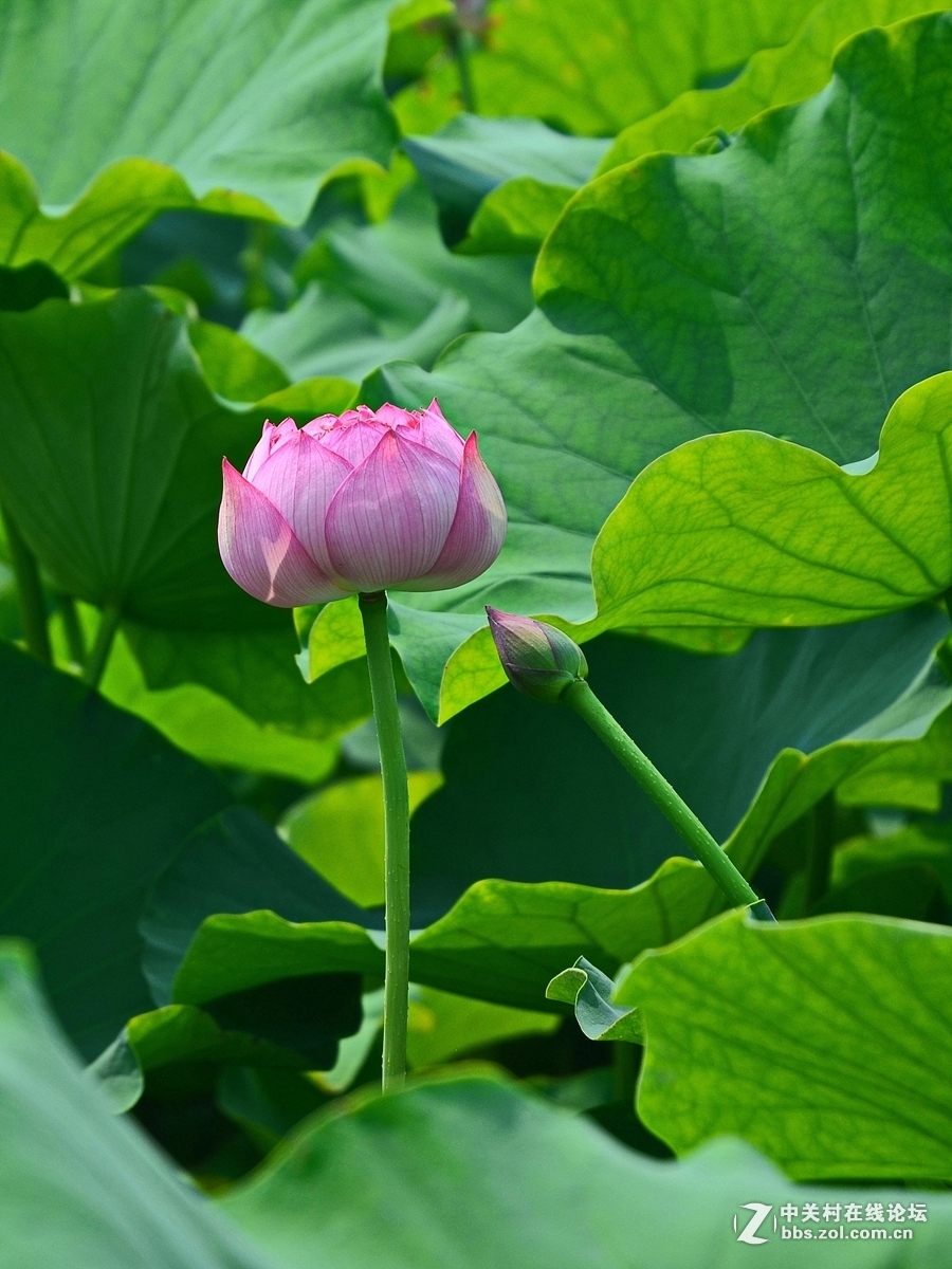 #版主坐堂#小五星空(中国)2017年6月精品荟萃