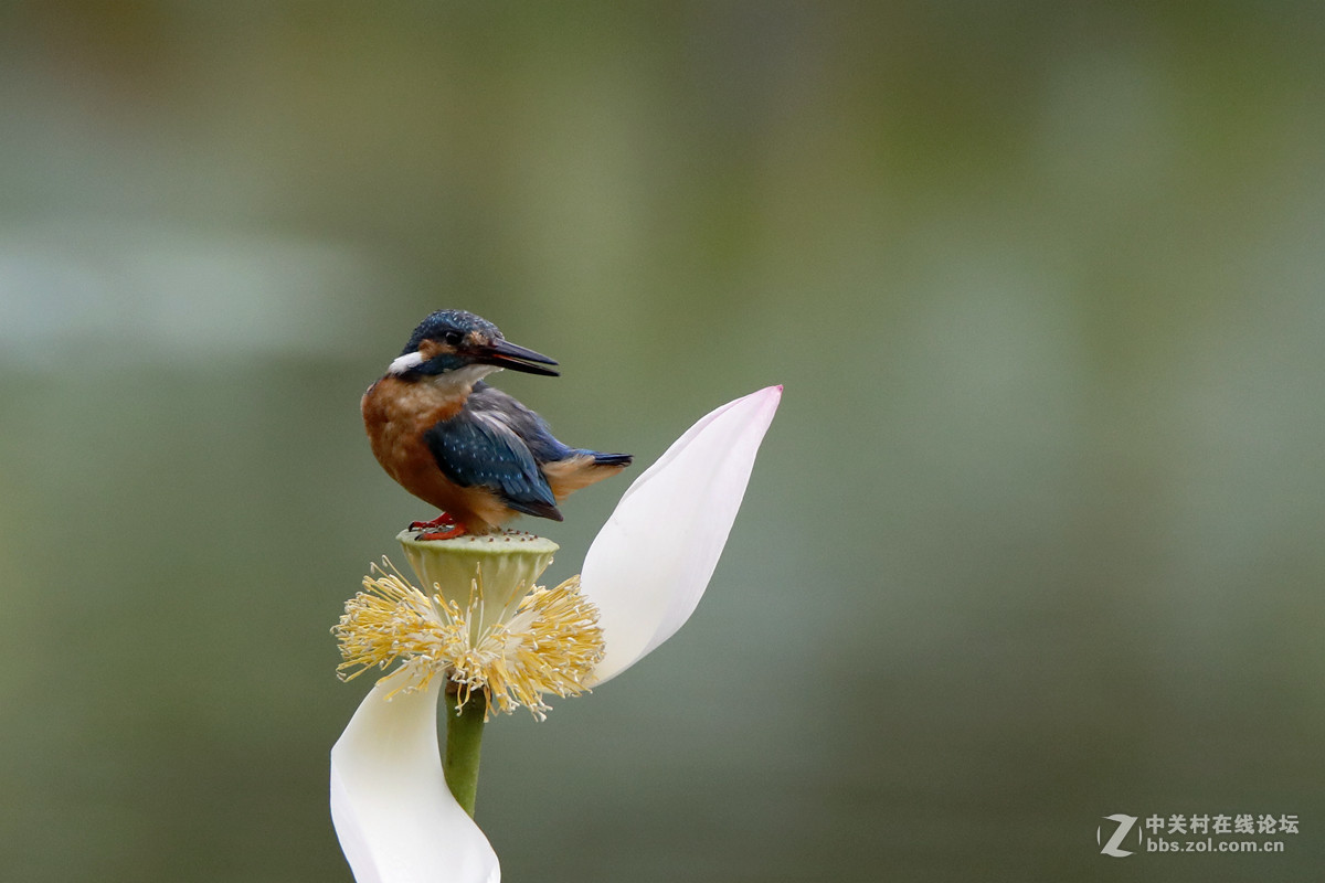 #版主坐堂#小五星空(中国)2017年6月精品荟萃