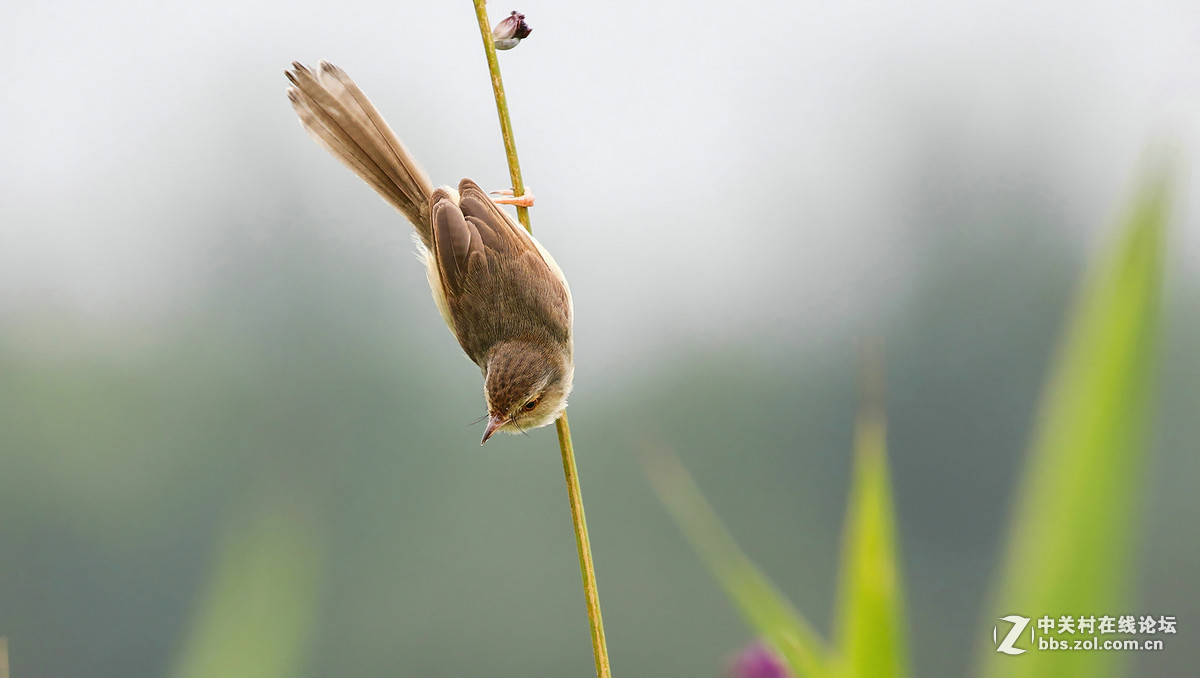 #版主坐堂#小五星空(中国)2017年6月精品荟萃