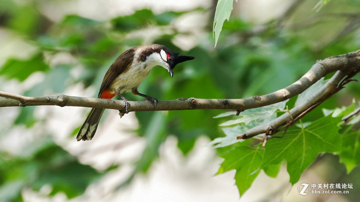 #版主坐堂#小五星空(中国)2017年6月精品荟萃
