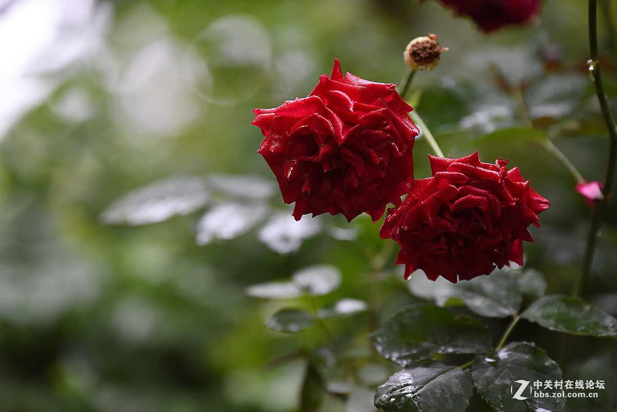 #版主坐堂#小五星空(中国)2017年6月精品荟萃