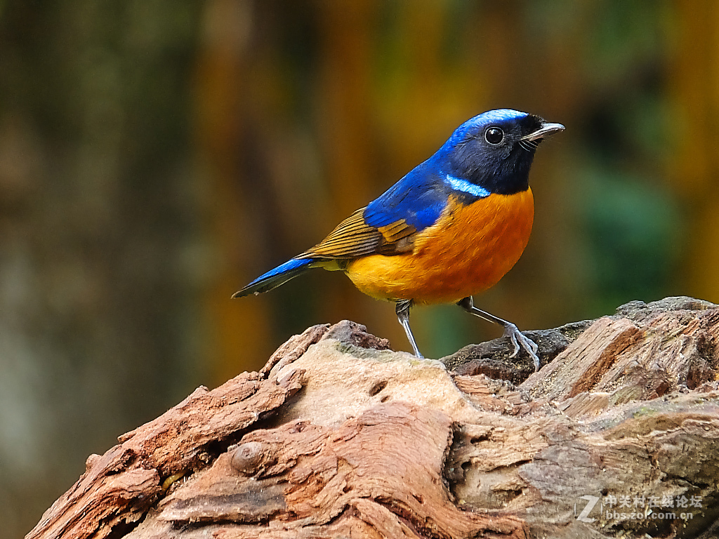 #版主坐堂#小五星空(中国)2017年6月精品荟萃