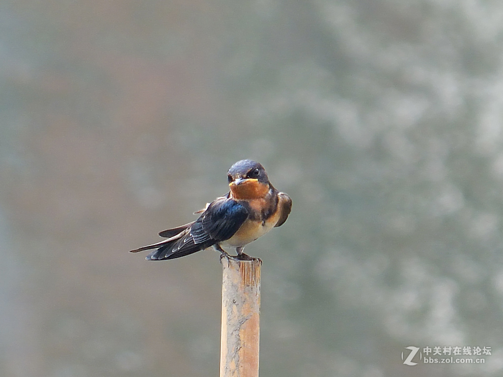 #版主坐堂#小五星空(中国)2017年6月精品荟萃