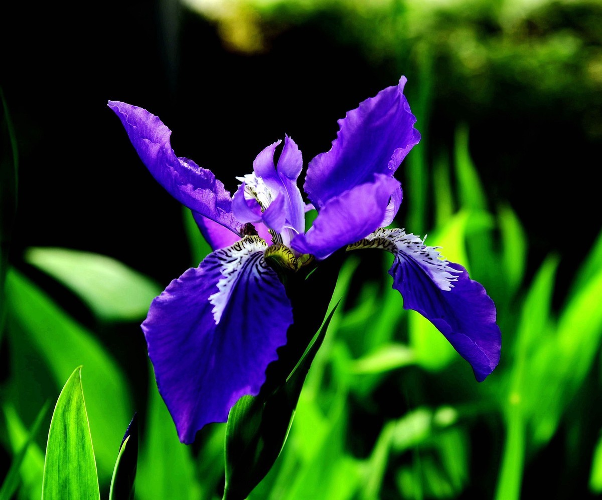 蓝蝴蝶剪影-中关村在线摄影论坛