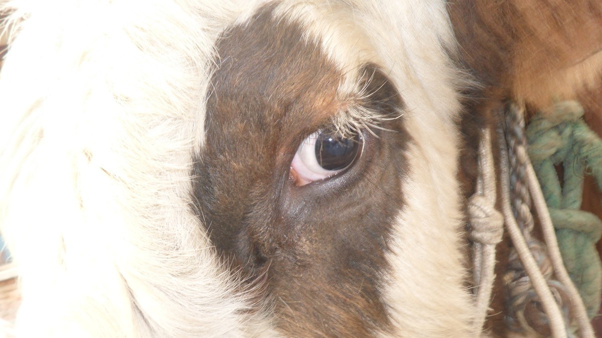 牛眼睛的结构图片图片