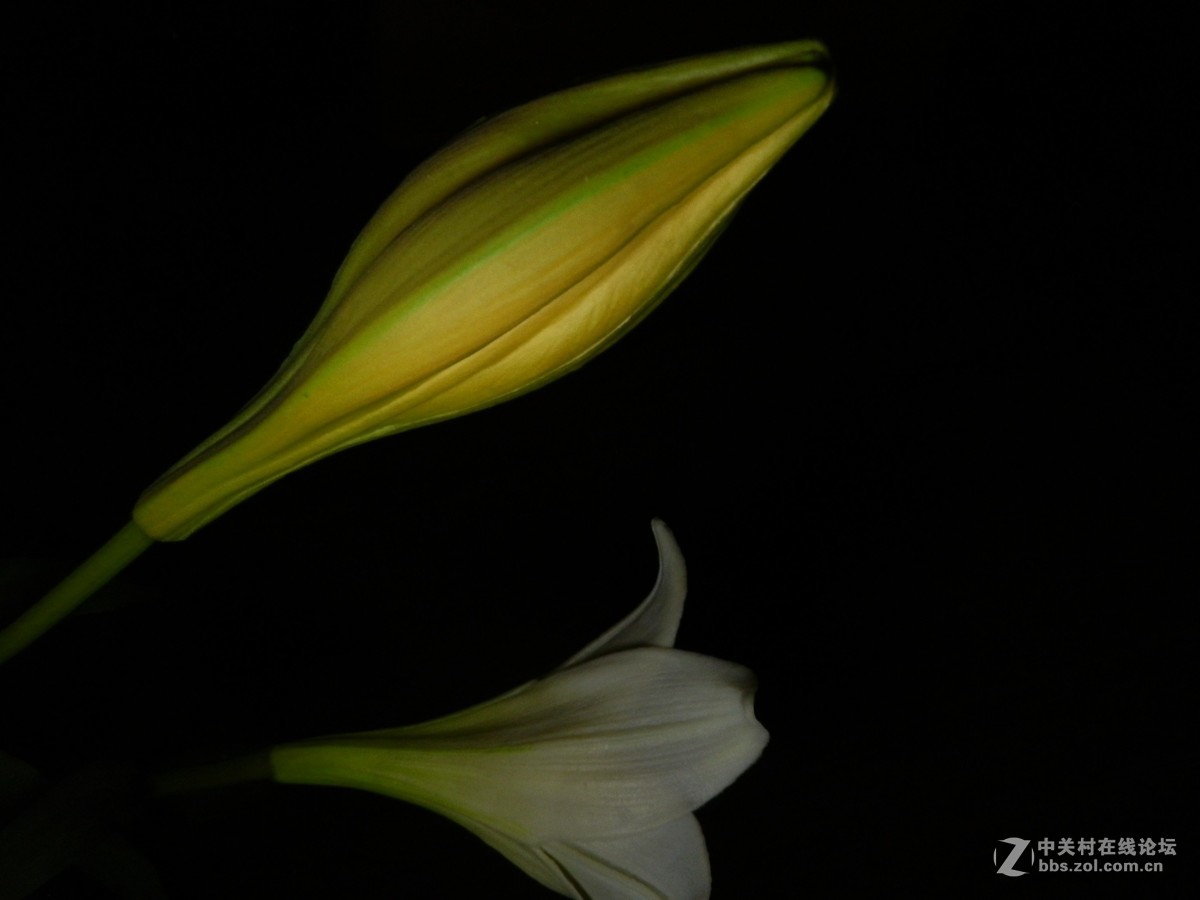 刚学习拍摄全黑背景照片，扫光练了几次，效果不尽如人意。