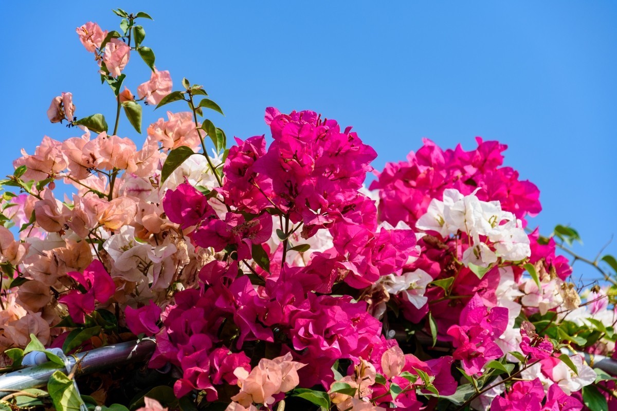 18-105不开防抖测试-深圳莲花山-勒杜鹃