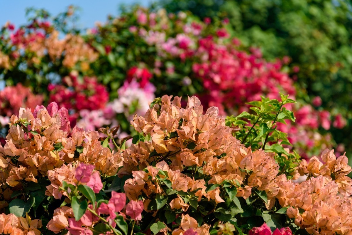 18-105不开防抖测试-深圳莲花山-勒杜鹃