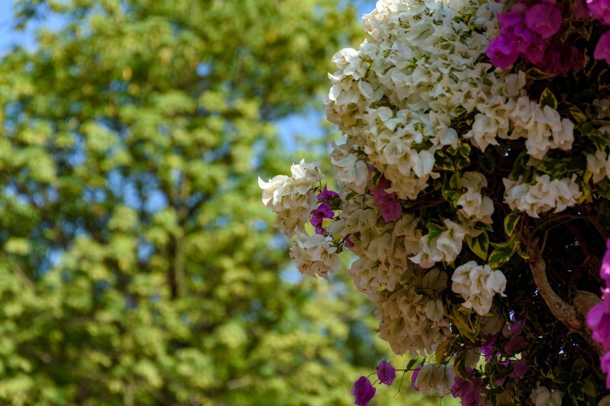 18-105不开防抖测试-深圳莲花山-勒杜鹃