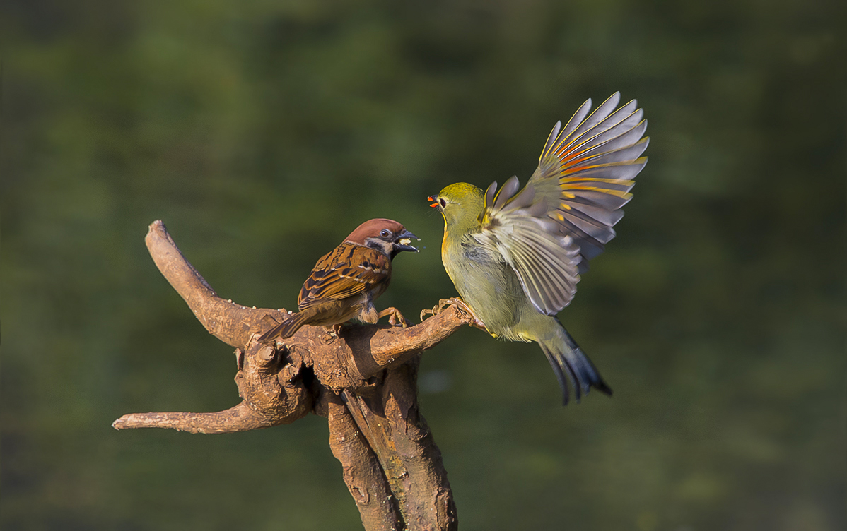 鸟趣： 相思与麻雀