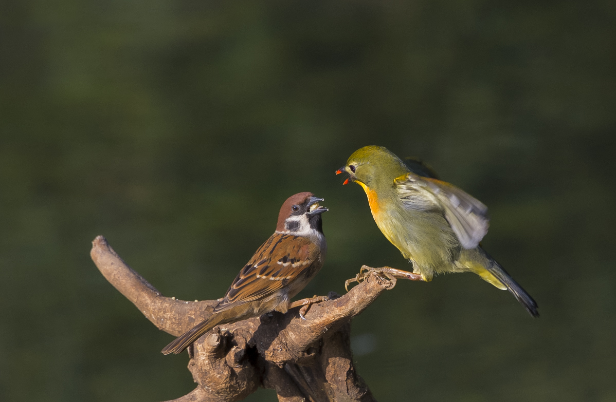 鸟趣： 相思与麻雀
