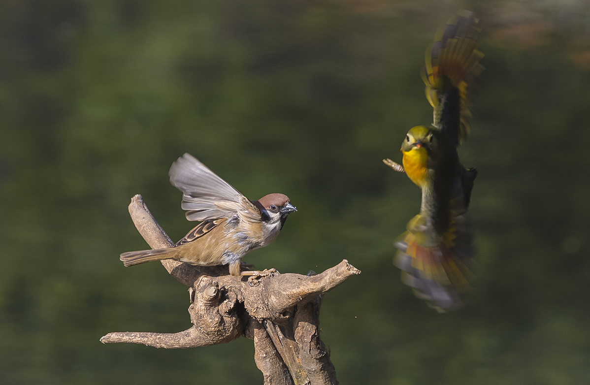 鸟趣： 相思与麻雀