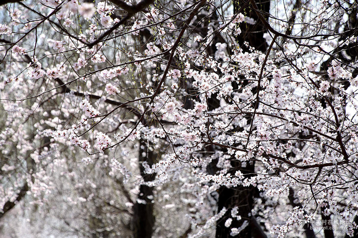 颐和园西堤春光