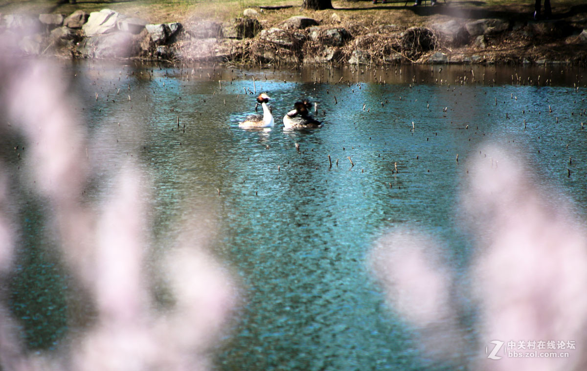 颐和园西堤春光
