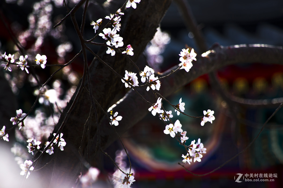 颐和园西堤春光