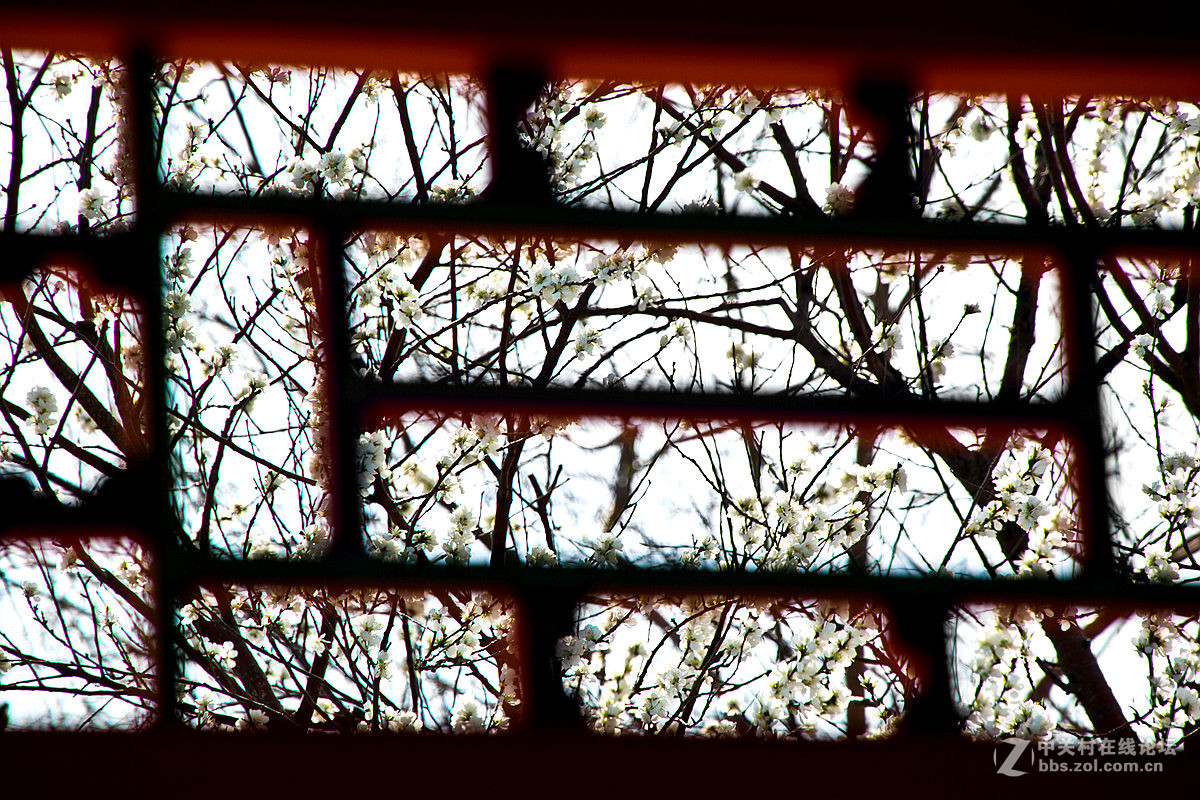 颐和园西堤春光