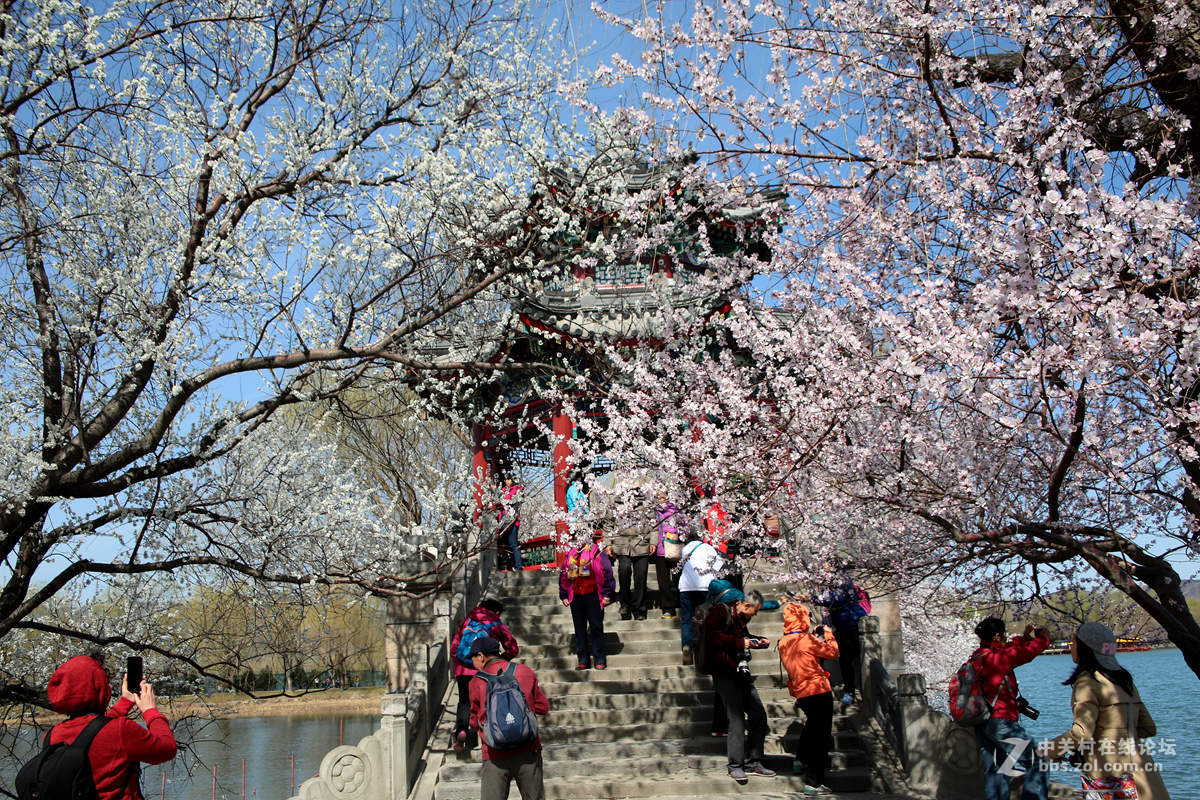 颐和园西堤春光