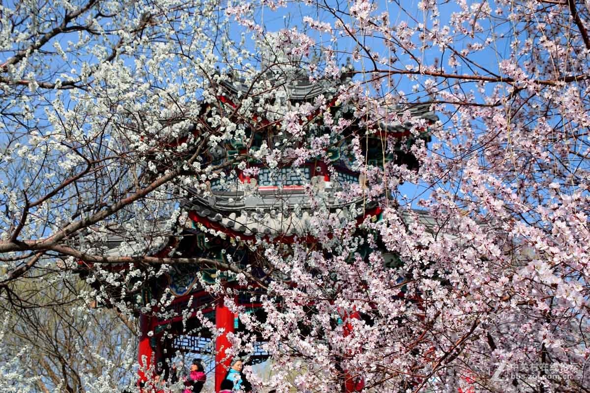 颐和园西堤春光