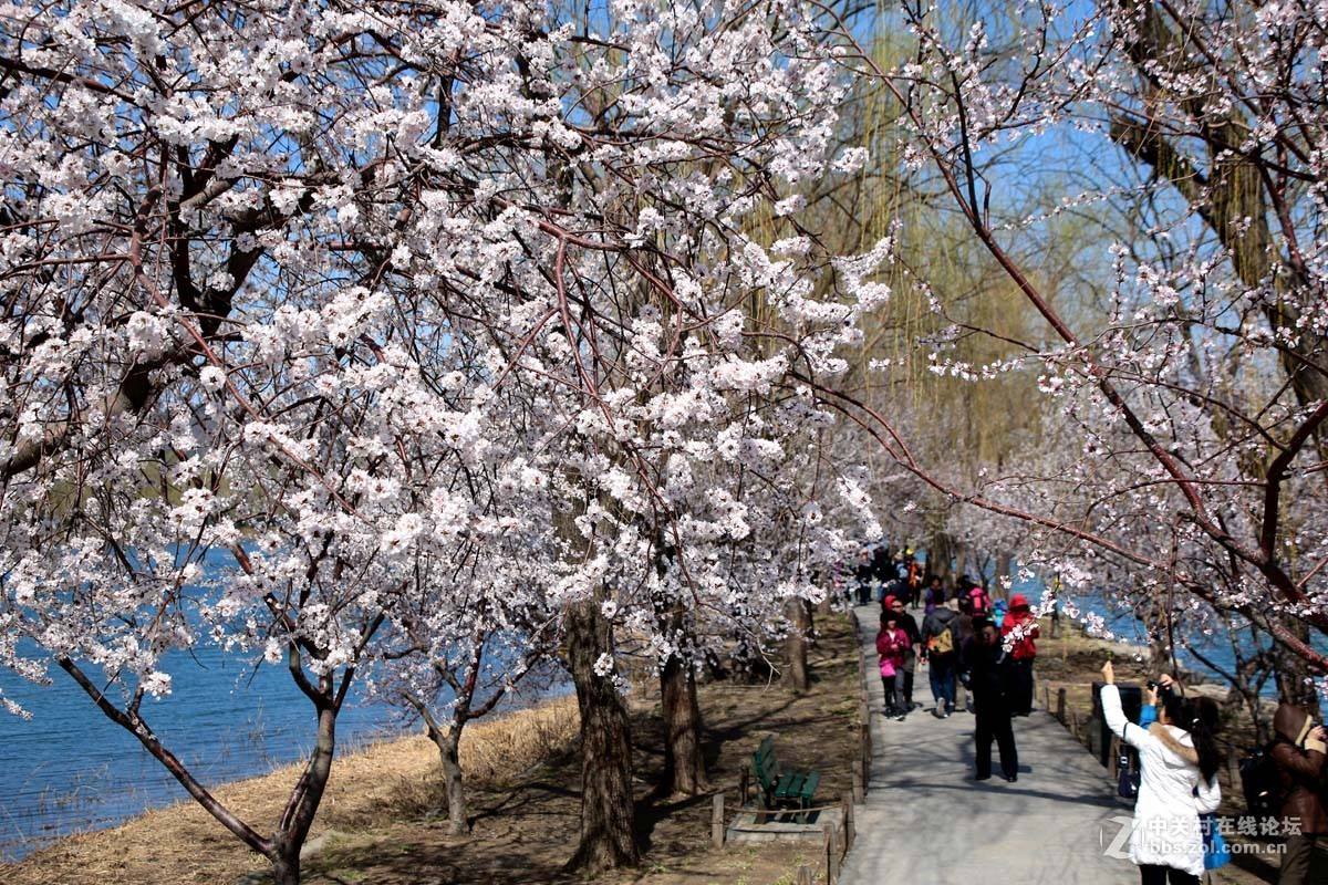 颐和园西堤春光