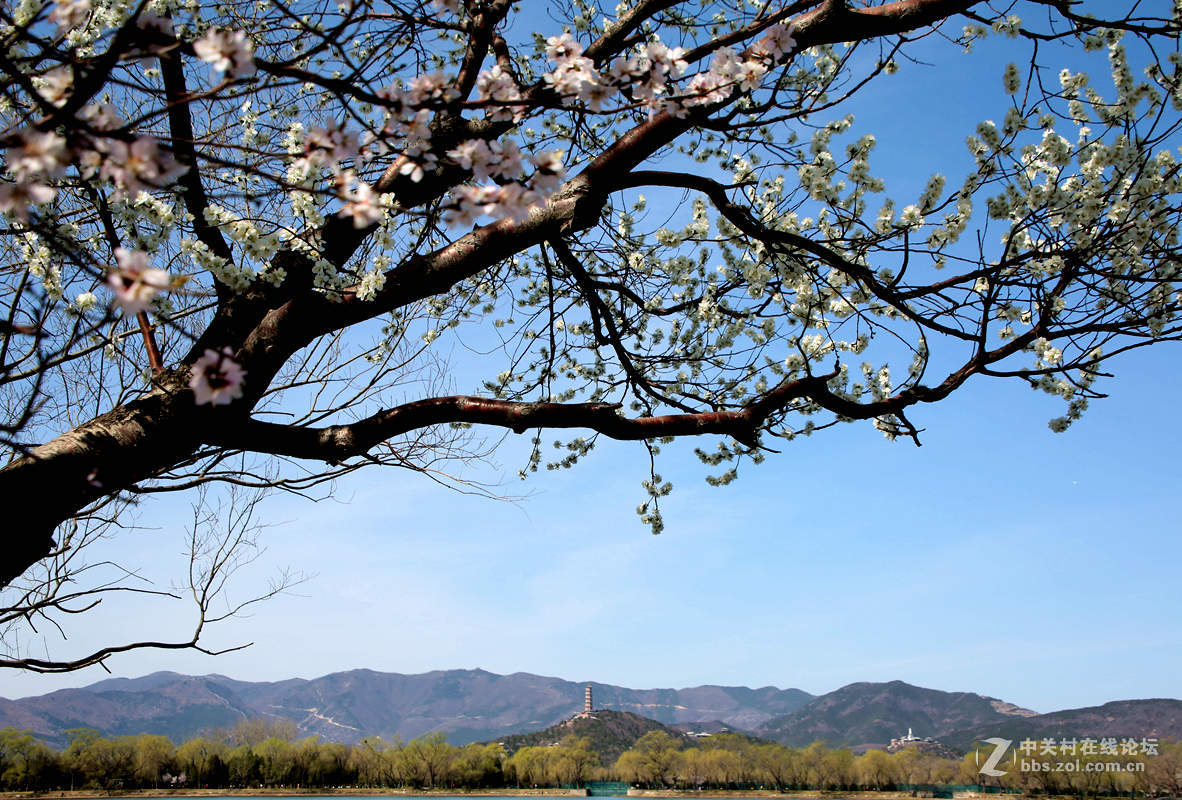 颐和园西堤春光