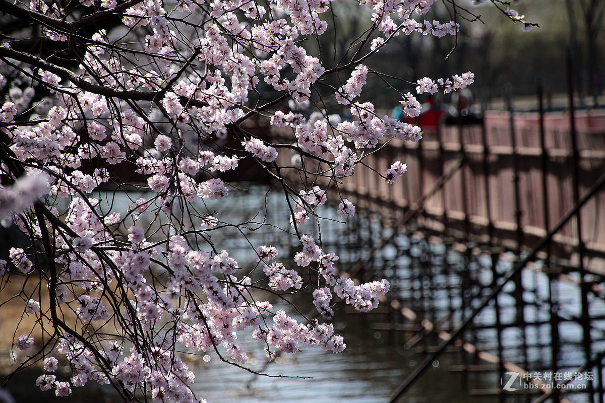 颐和园西堤春光