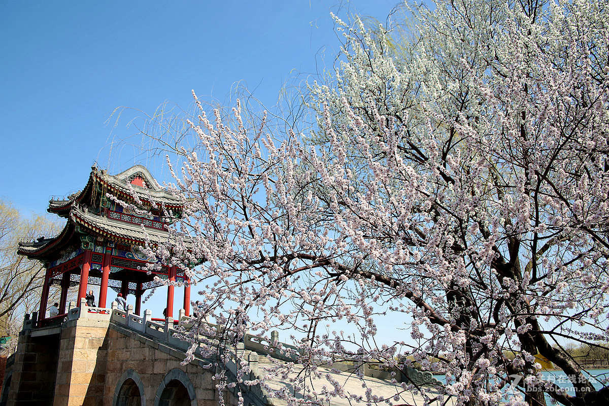 颐和园西堤春光