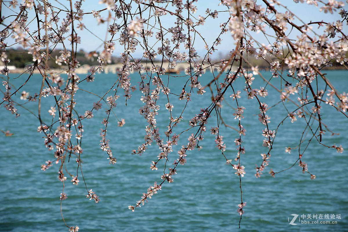 颐和园西堤春光