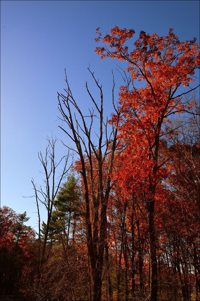 休闲随拍（262）