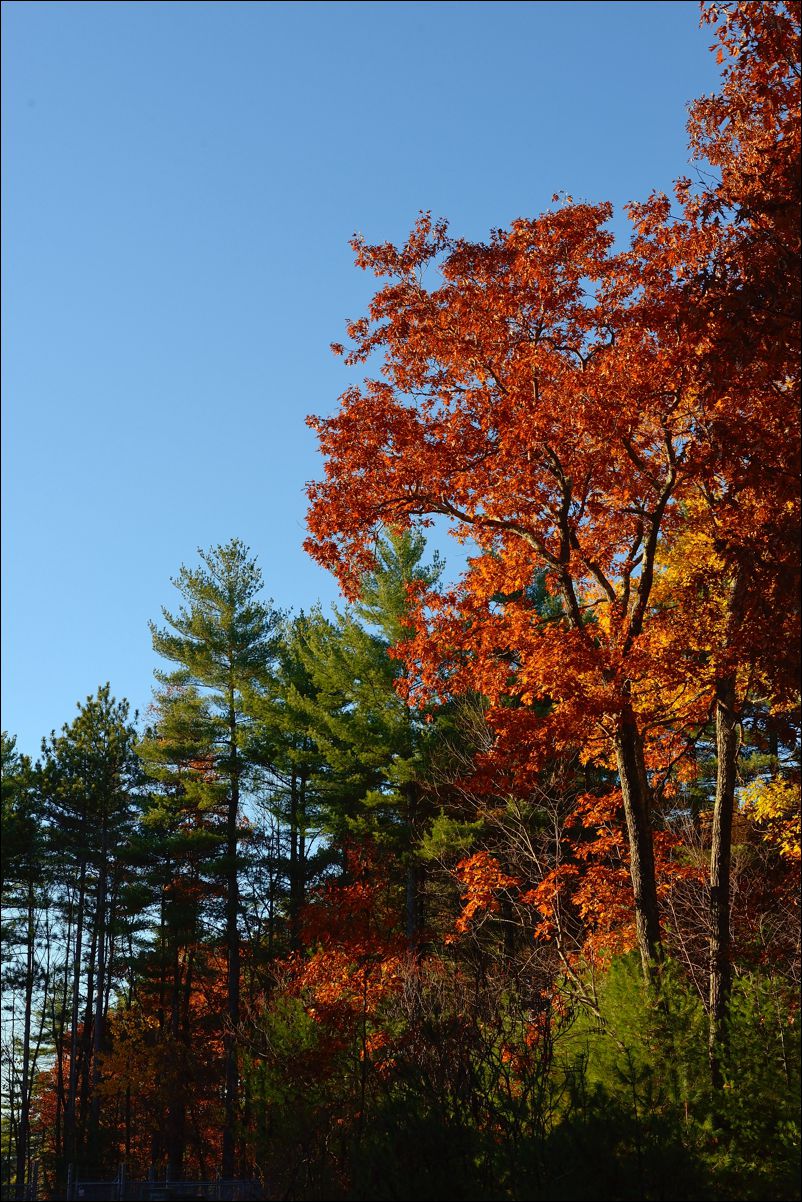 休闲随拍（262）