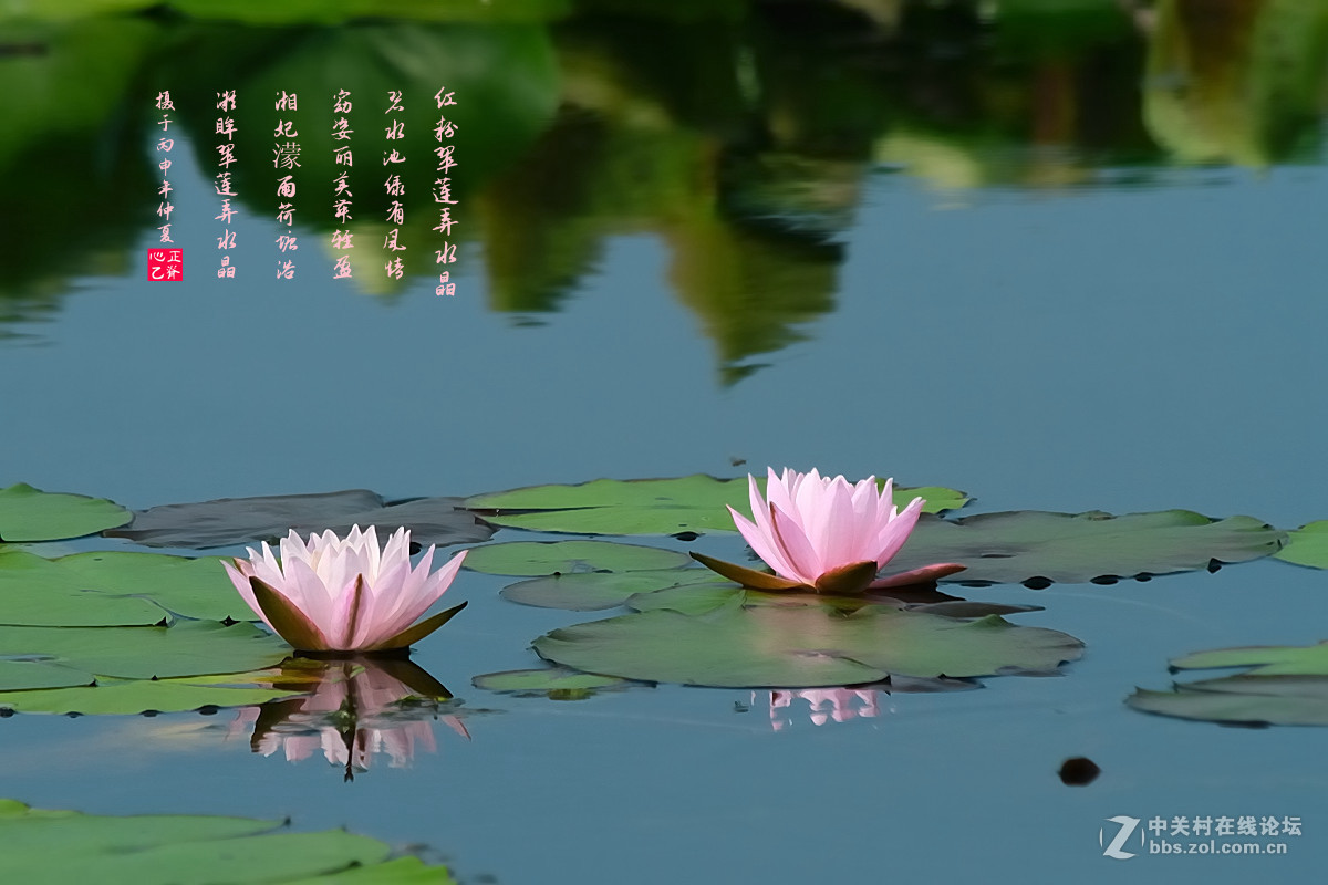 红粉翠莲弄水晶