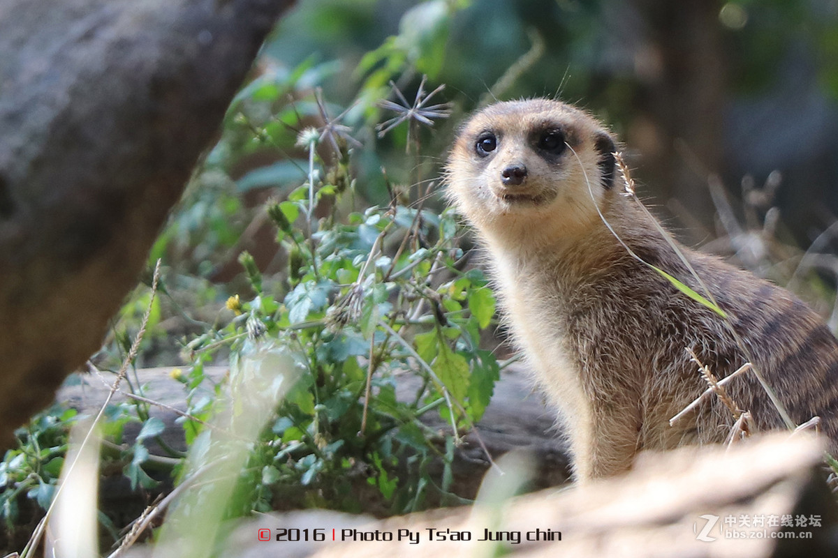 80D，18－135套机试拍！