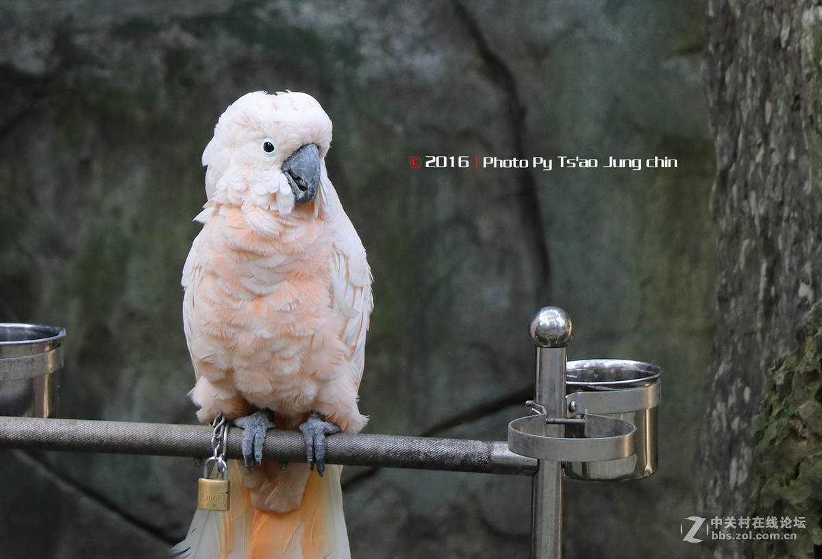 80D，18－135套机试拍！