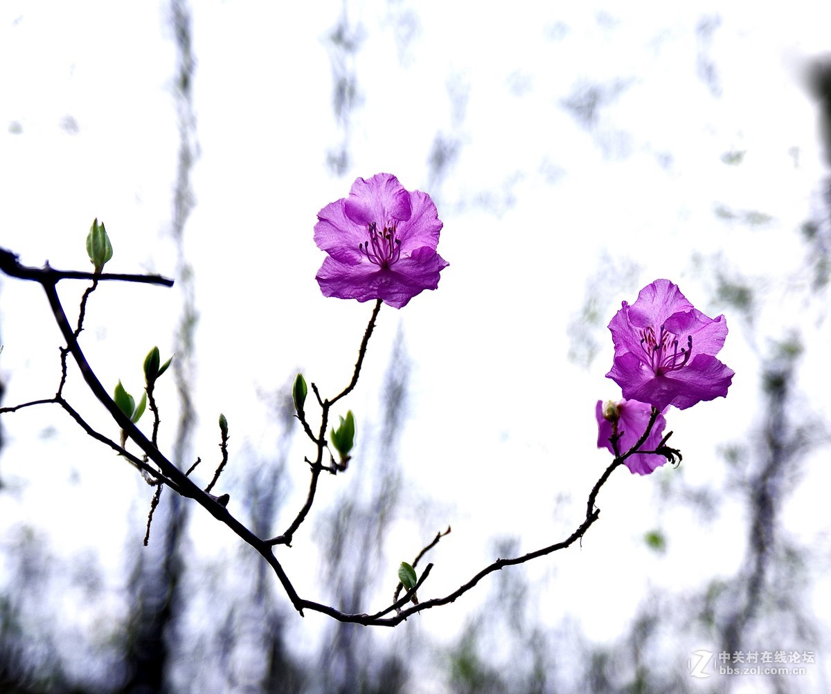 疑是口中血，滴成枝上花