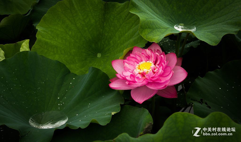 #版主坐堂#小五星空(中国)2017年6月精品荟萃