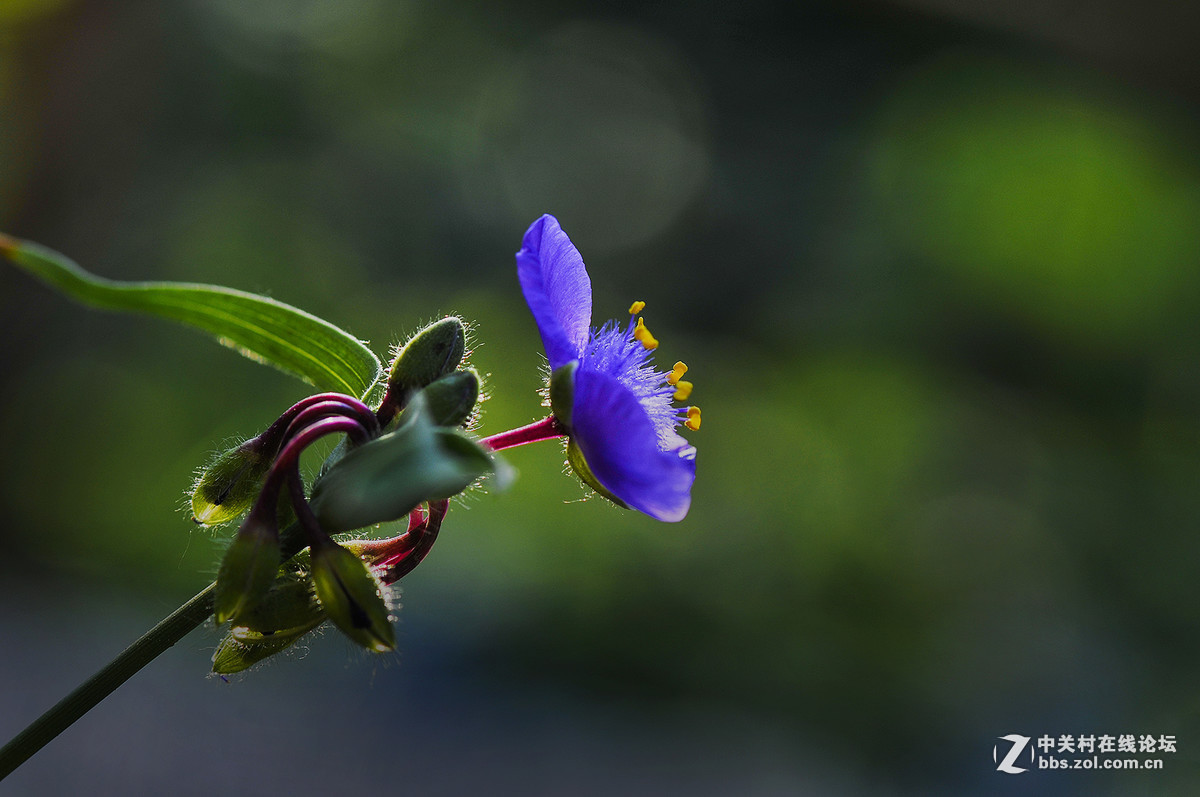 #版主坐堂#小五星空(中国)2017年6月精品荟萃