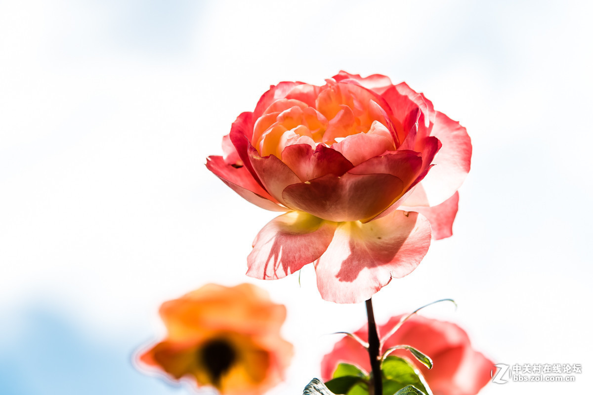 #版主坐堂#小五星空(中国)2017年6月精品荟萃