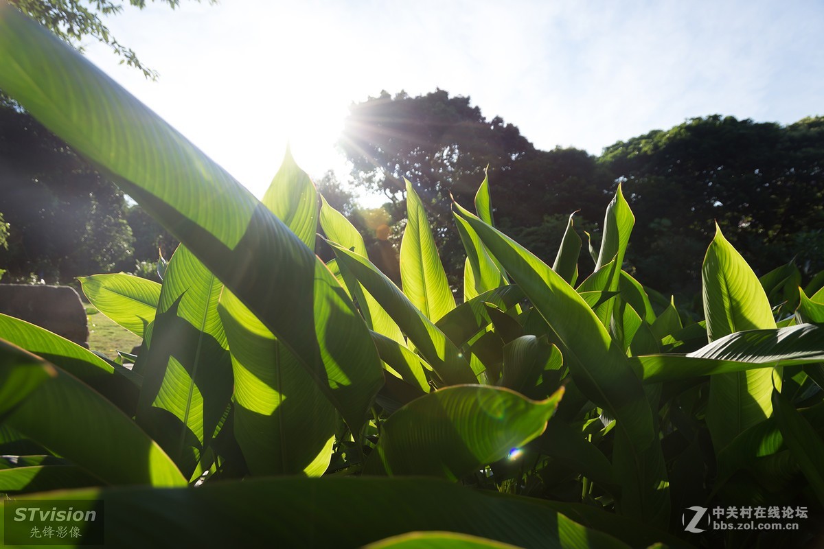 深圳最美公园--香蜜公园（D7200+16-85mm镜头）
