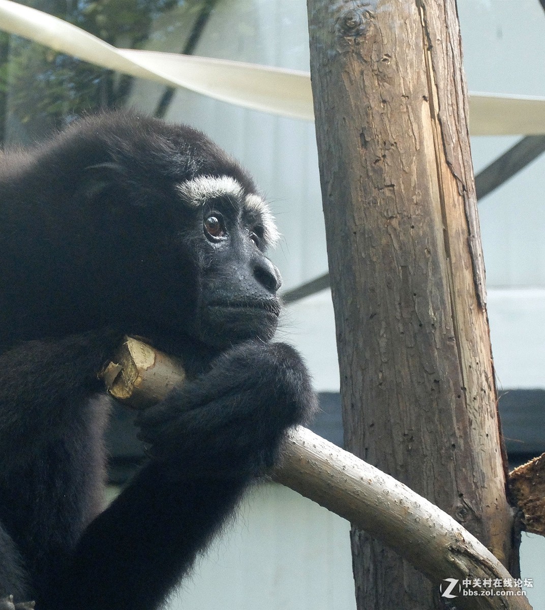 #版主坐堂# 小五星空(中国)2017年十月精品荟萃
