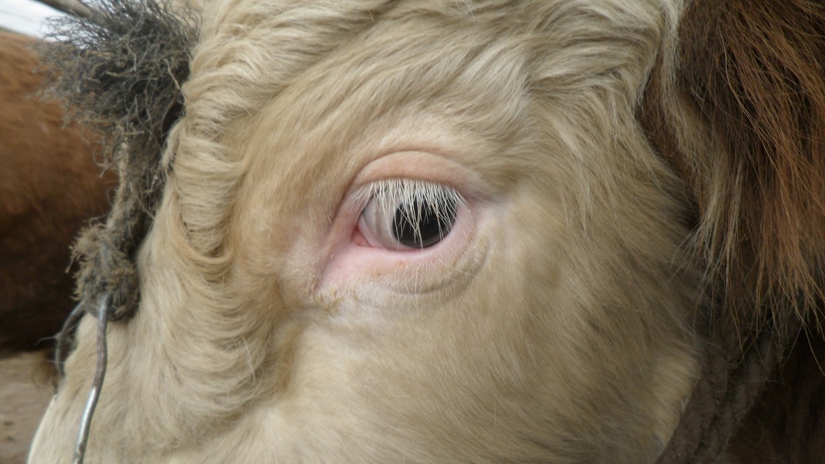 牛眼睛