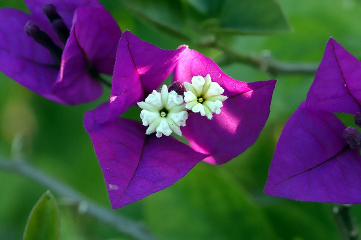 冬天里艳丽紫梅