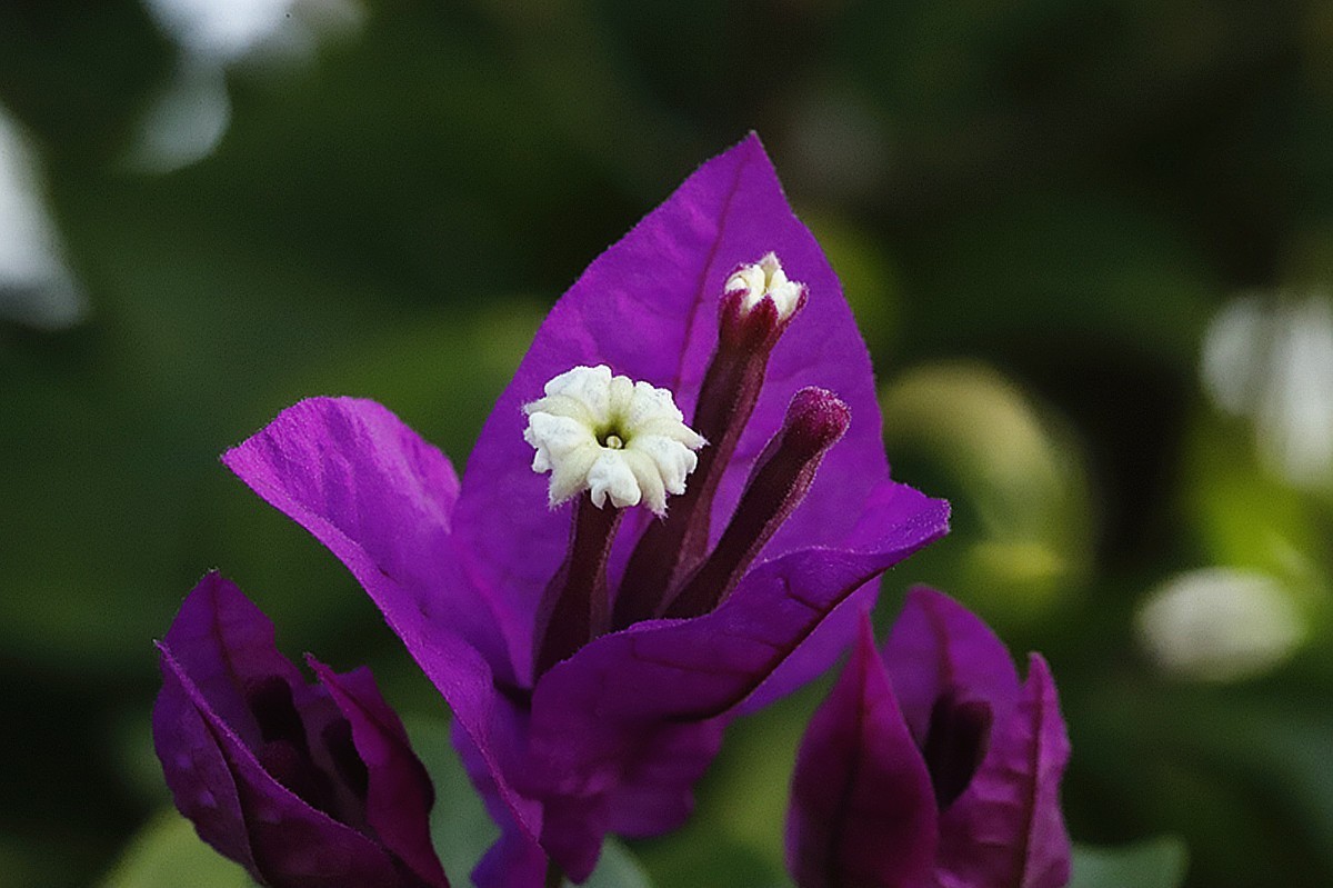 冬天里艳丽紫梅