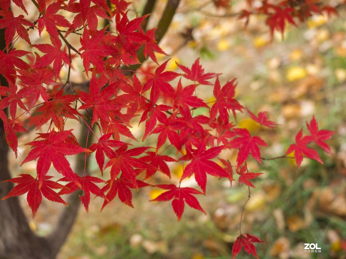 新入EM5II12-40套机，试镜拍摄，本小白还是新手请各位指正！LR胡乱后期了下！