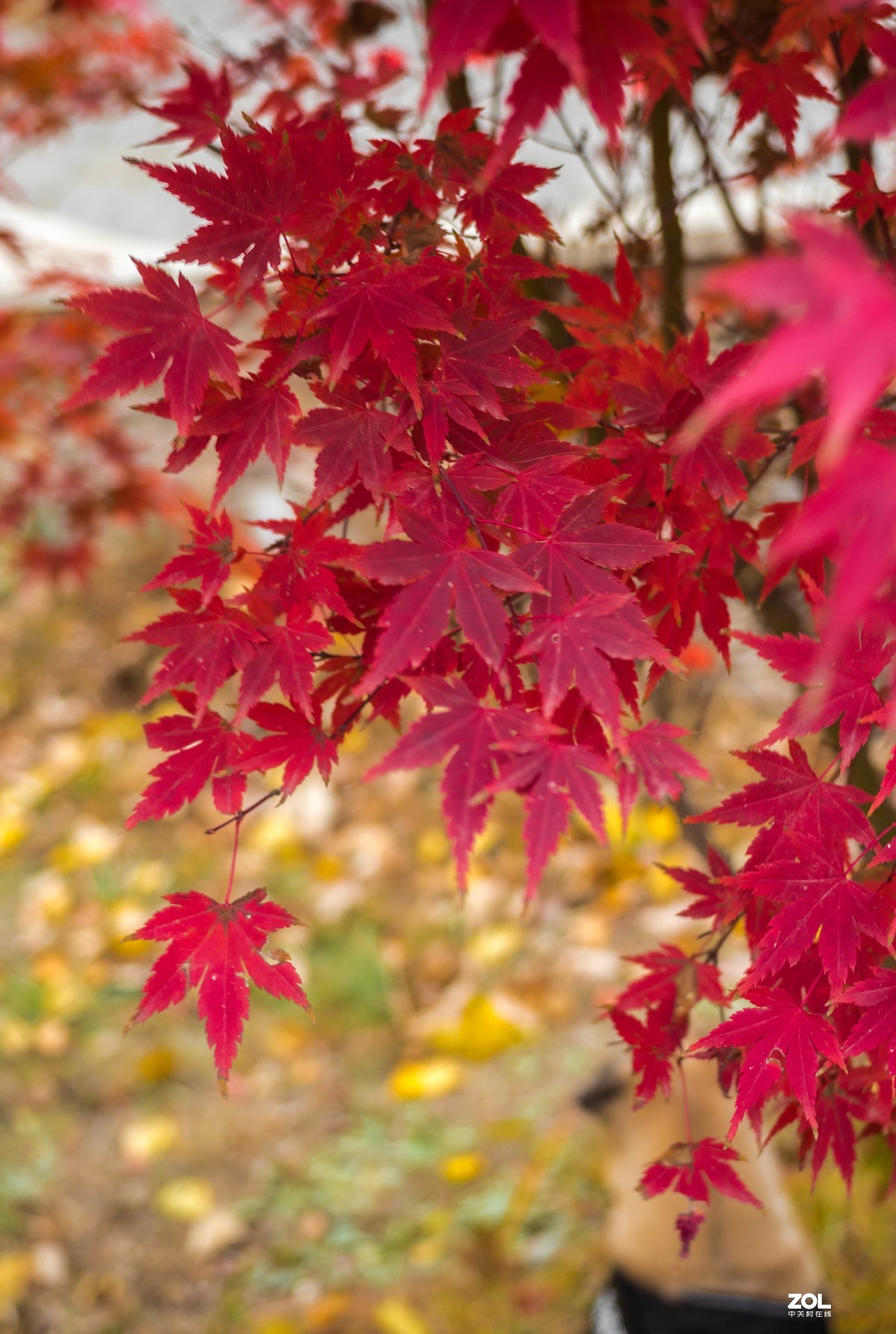 新入EM5II12-40套机，试镜拍摄，本小白还是新手请各位指正！LR胡乱后期了下！
