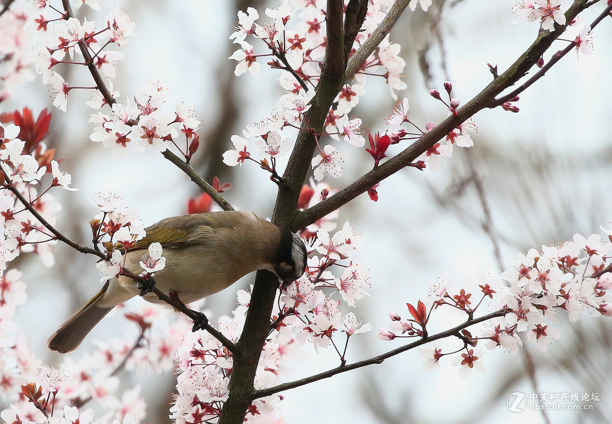 花鸟图～～～～～～～