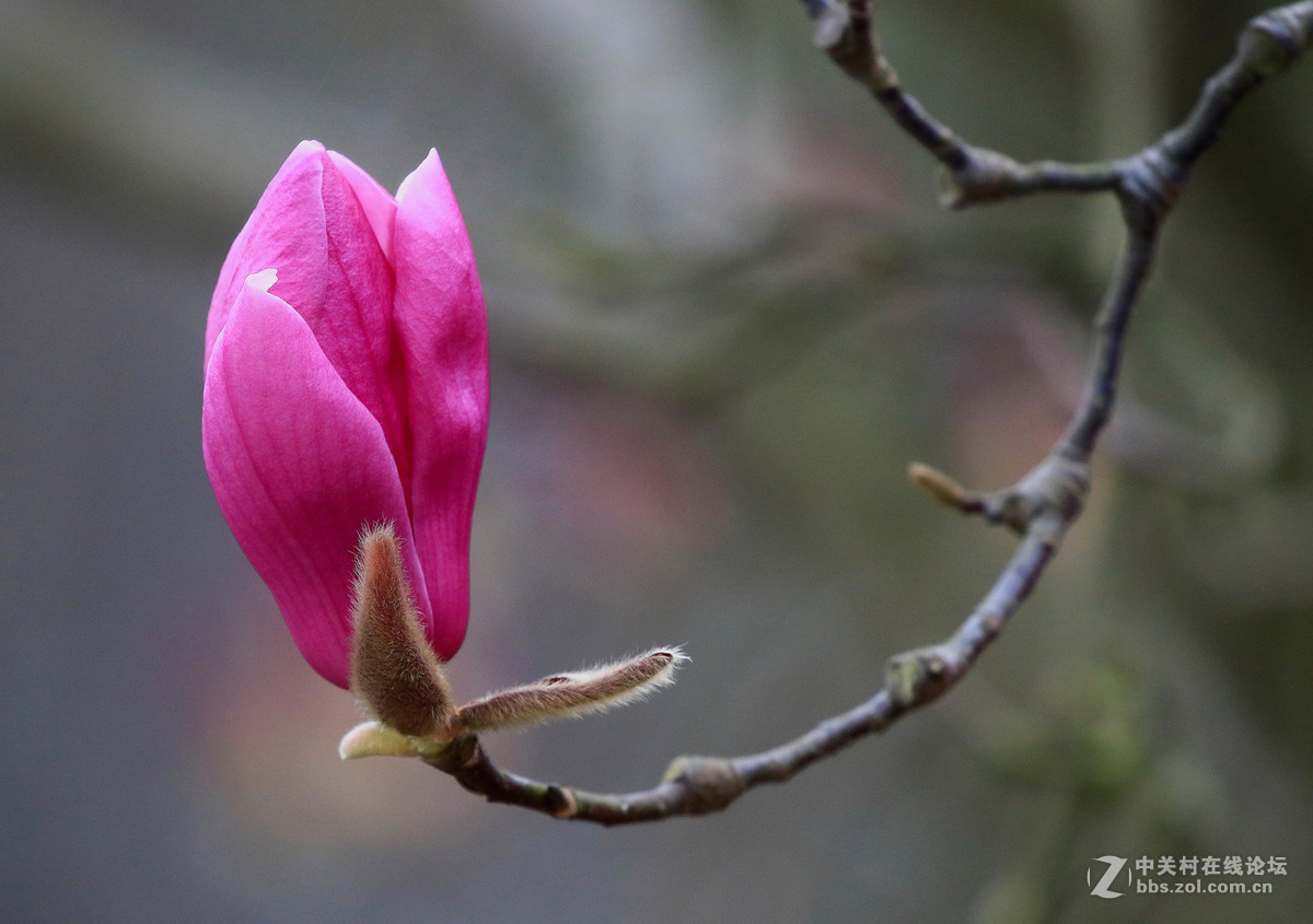 花鸟图～～～～～～～