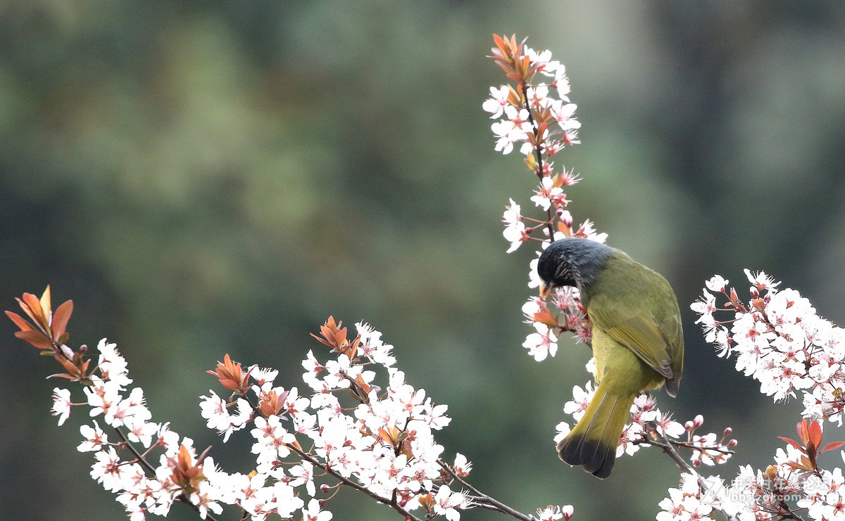 花鸟图～～～～～～～