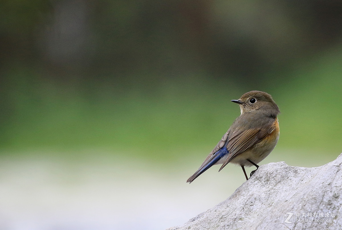 花鸟图～～～～～～～