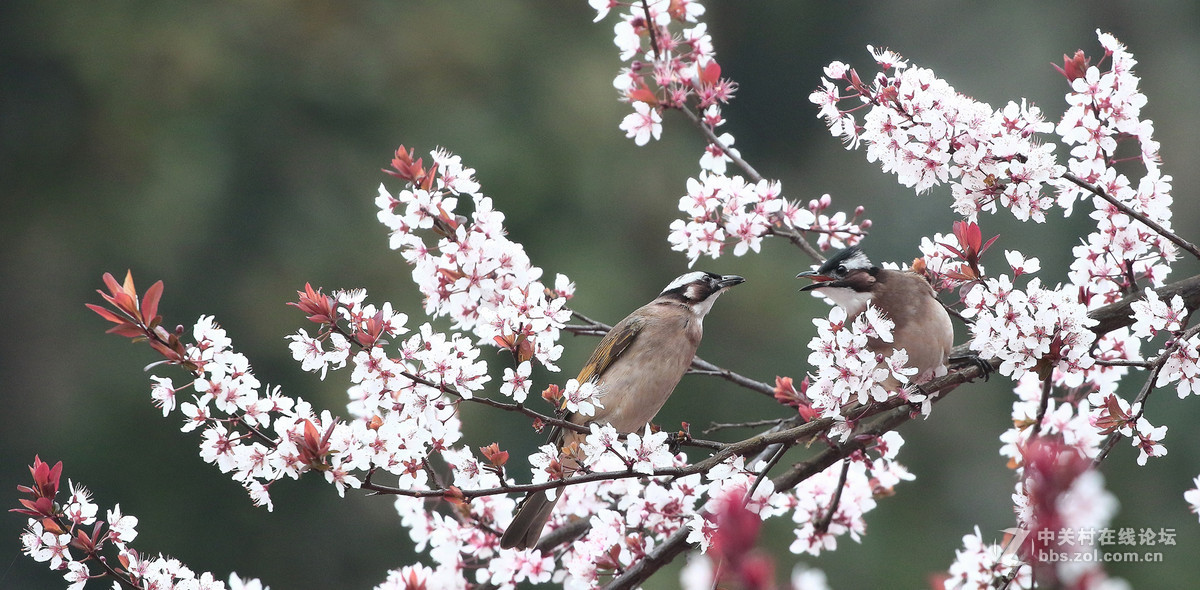 花鸟图～～～～～～～
