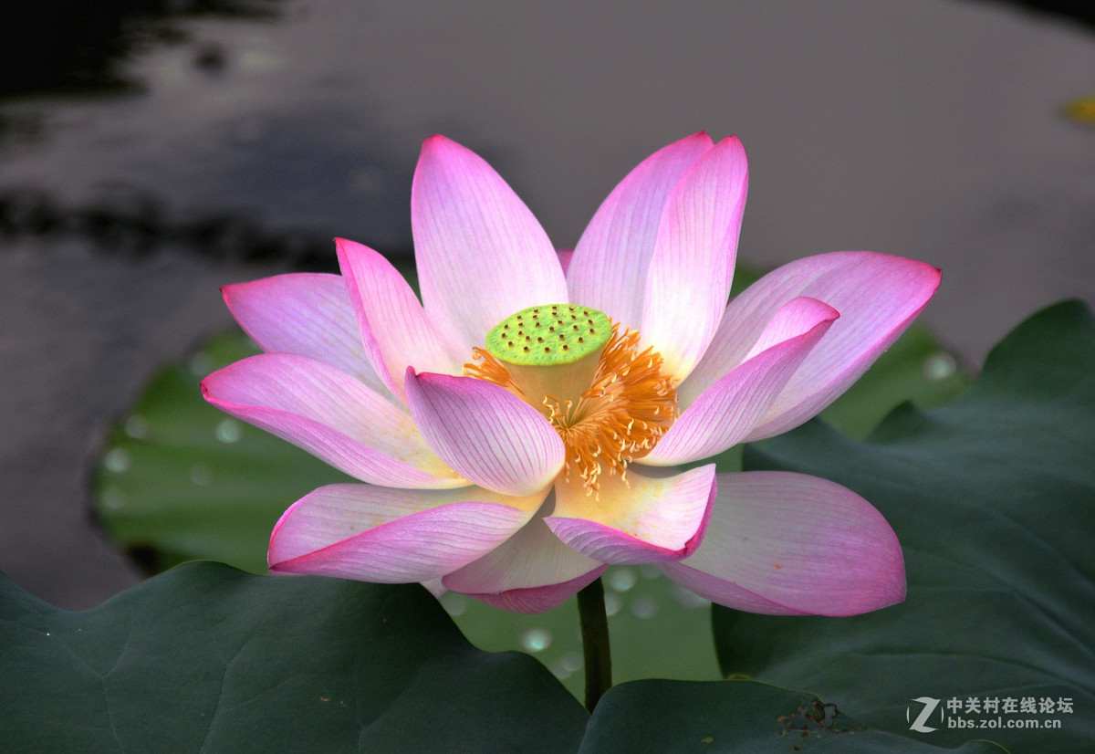 夏日荷花别样美